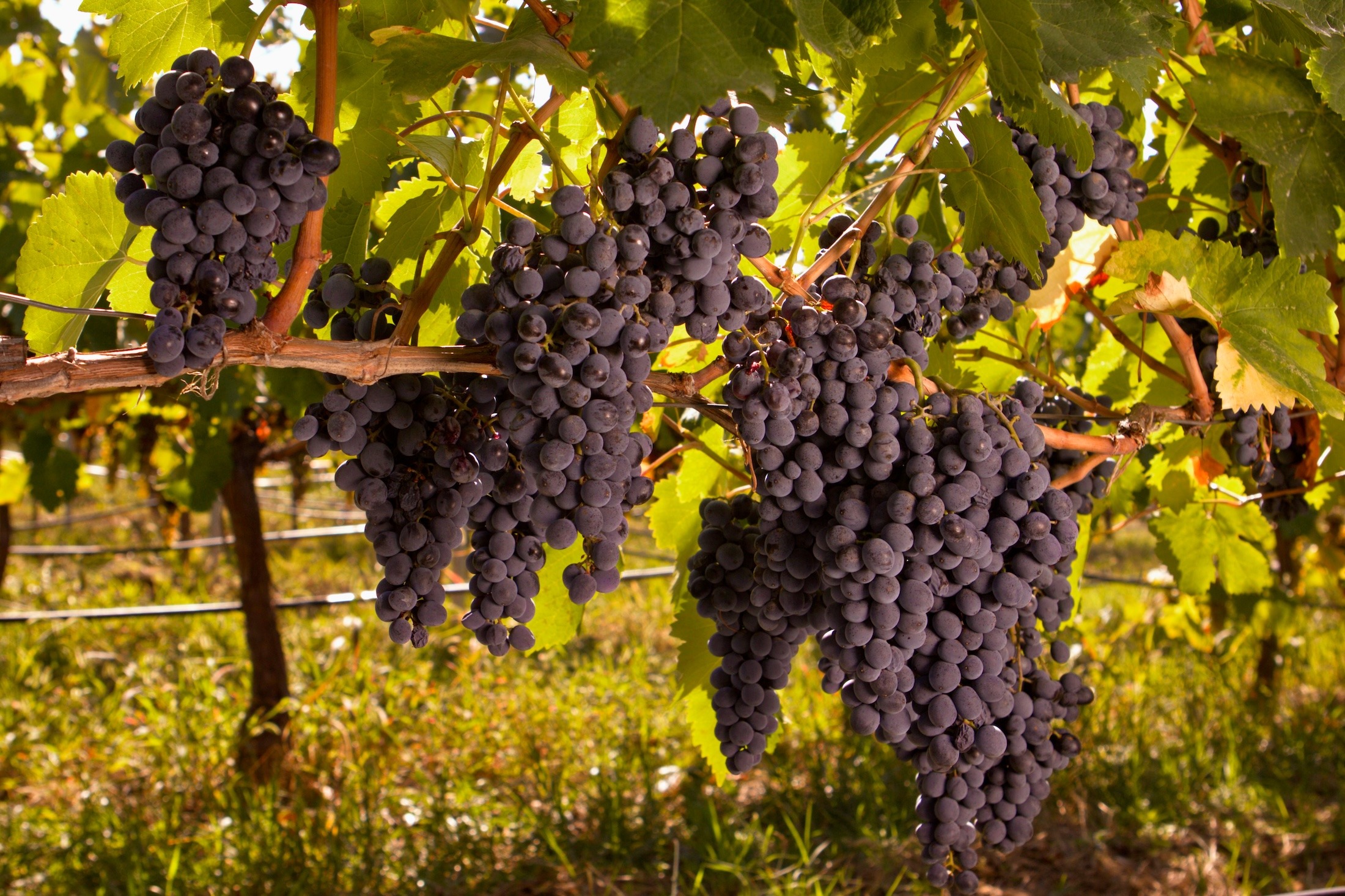 Saperavi als Hauptrebsorte