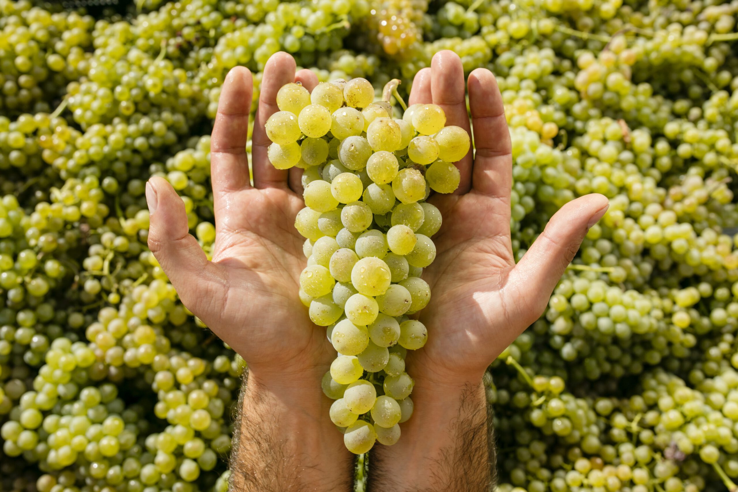 Rkatsiteli als Hauptrebsorte